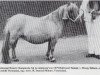 Zuchtstute Boltwood Tamsin (Shetland Pony (unter 87 cm),  , von Ebony Helium)