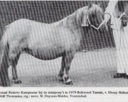 broodmare Boltwood Tamsin (Shetland pony (under 87 cm),  , from Ebony Helium)