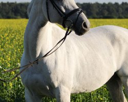 Springpferd Tristan 291 (KWPN (Niederländisches Warmblut), 2000, von Landwind II)