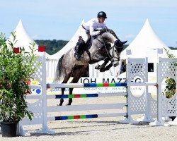 jumper Carnan (Oldenburg show jumper, 2010, from Cartogran)