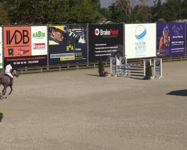 Gold +Cyclus Jonge Paarden in Lier (BEL) 2020