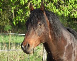 Deckhengst Leo Bar Tip (Quarter Horse, 2005, von Hes A Steppin Jac)