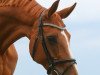 dressage horse Wiola Sunshine Dream (Hanoverian, 2005, from Worldly I)