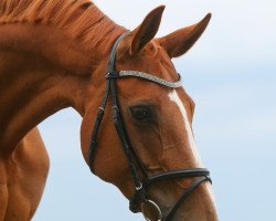 dressage horse Wiola Sunshine Dream (Hanoverian, 2005, from Worldly I)