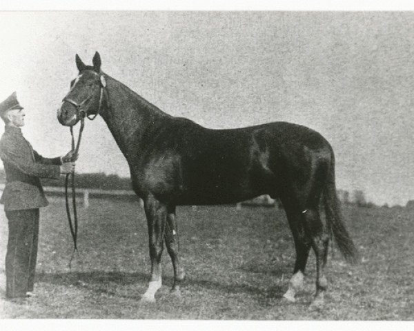 horse Dorffrieden (Trakehner, 1933, from Hyperion)