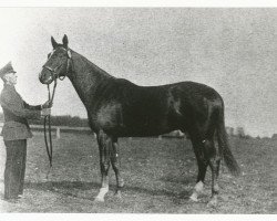 Pferd Dorffrieden (Trakehner, 1933, von Hyperion)