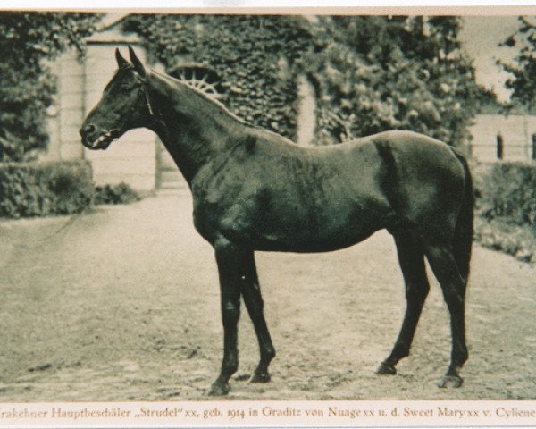 stallion Strudel xx (Thoroughbred, 1914, from Nuage xx)