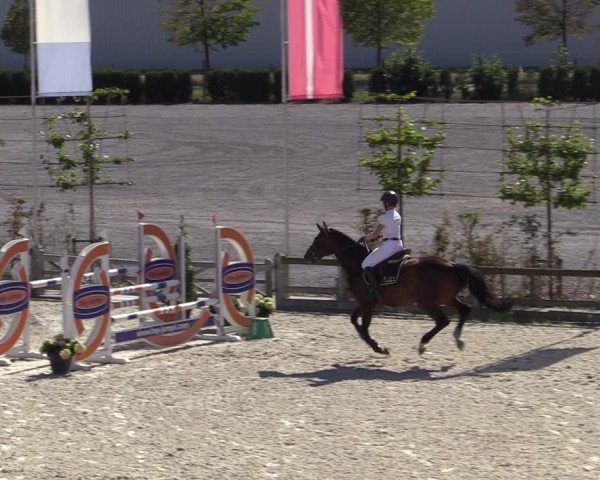 Gold +Cyclus Jonge Paarden in Lier (BEL) 2020