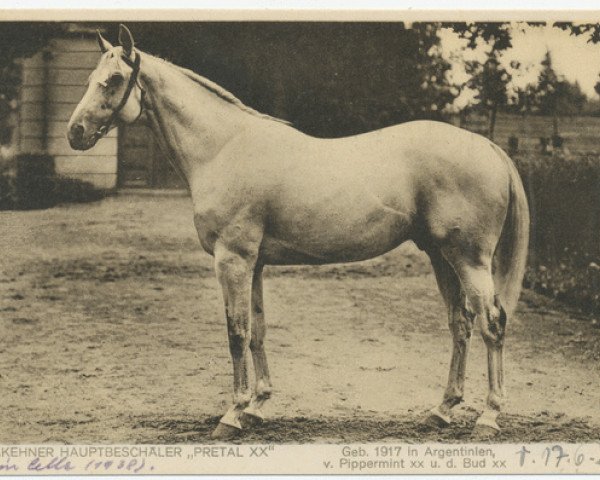 stallion Pretal xx (Thoroughbred, 1917, from Pippermint xx)