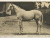 stallion Pretal xx (Thoroughbred, 1917, from Pippermint xx)