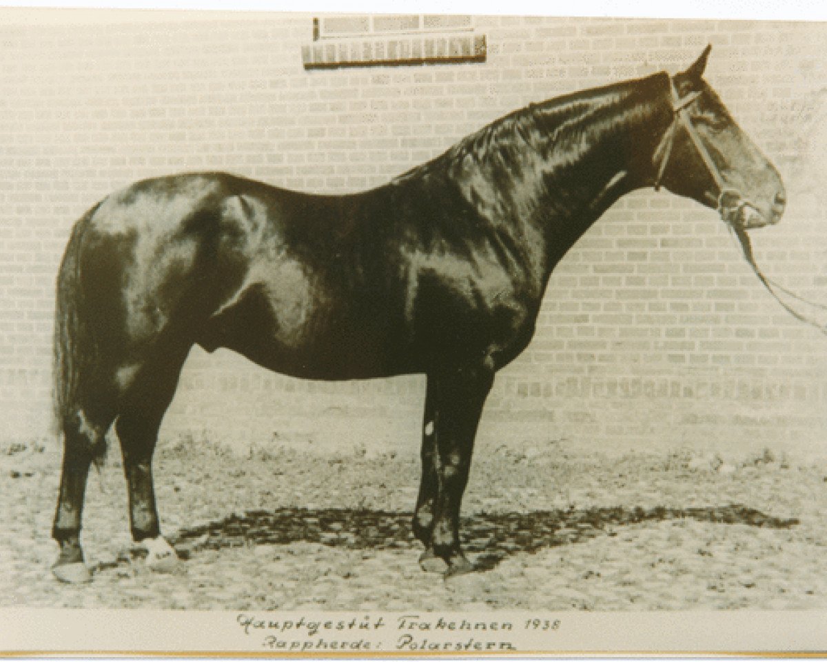 Deckhengst Polarstern (Trakehner, 1930, von Astor 250)