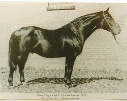 Deckhengst Polarstern (Trakehner, 1930, von Astor)