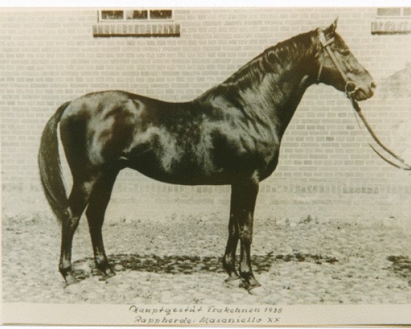 stallion Masaniello xx (Thoroughbred, 1928, from Aberglaube xx)