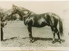 stallion Marduck xx (Thoroughbred, 1922, from Anschluss xx)