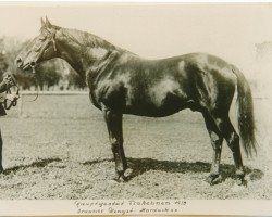 stallion Marduck xx 1837 (Thoroughbred, 1922, from Anschluss xx)