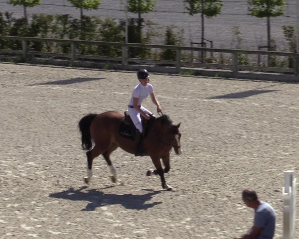 Gold +Cyclus Jonge Paarden in Lier (BEL) 2020
