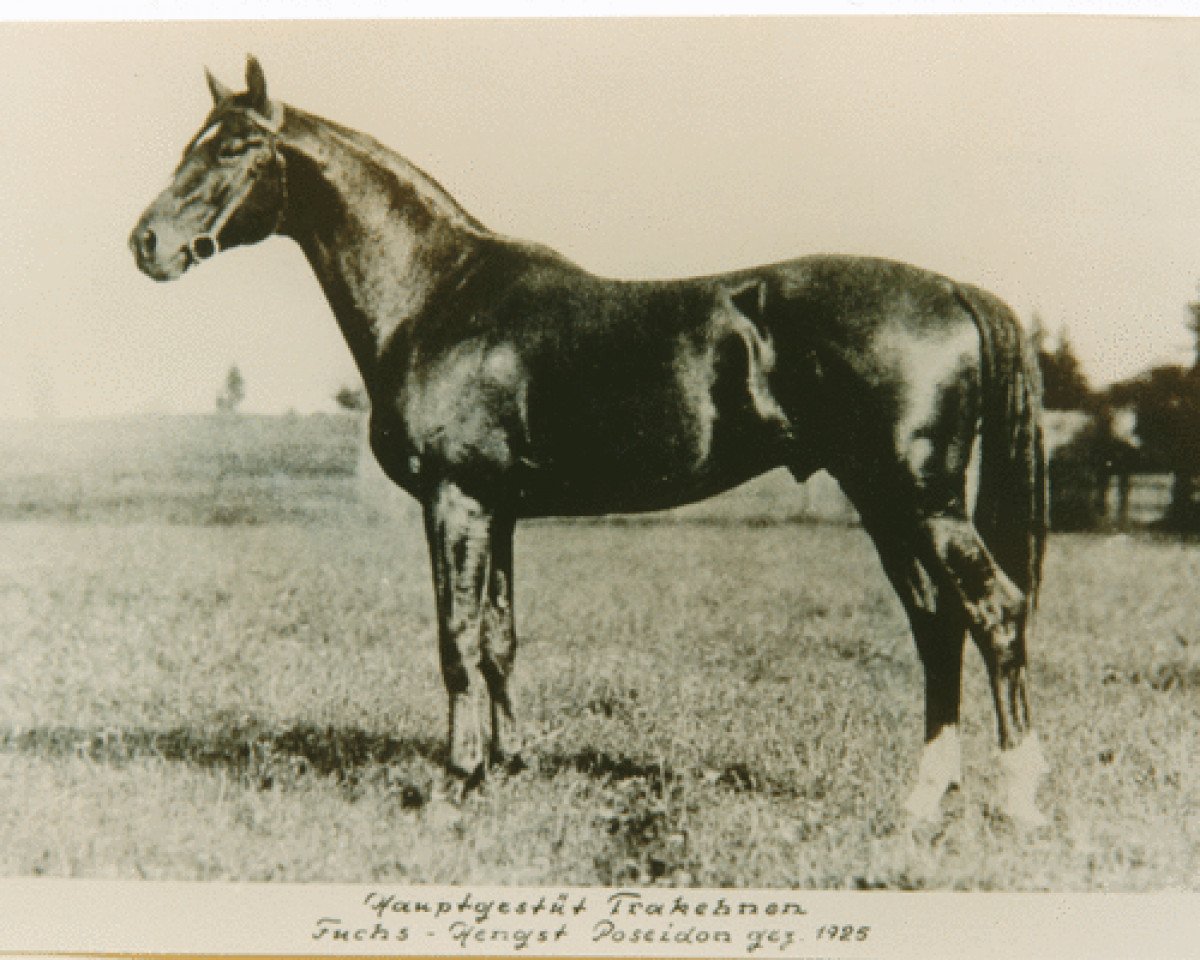 stallion Poseidon (Trakehner, 1925, from Pirat)
