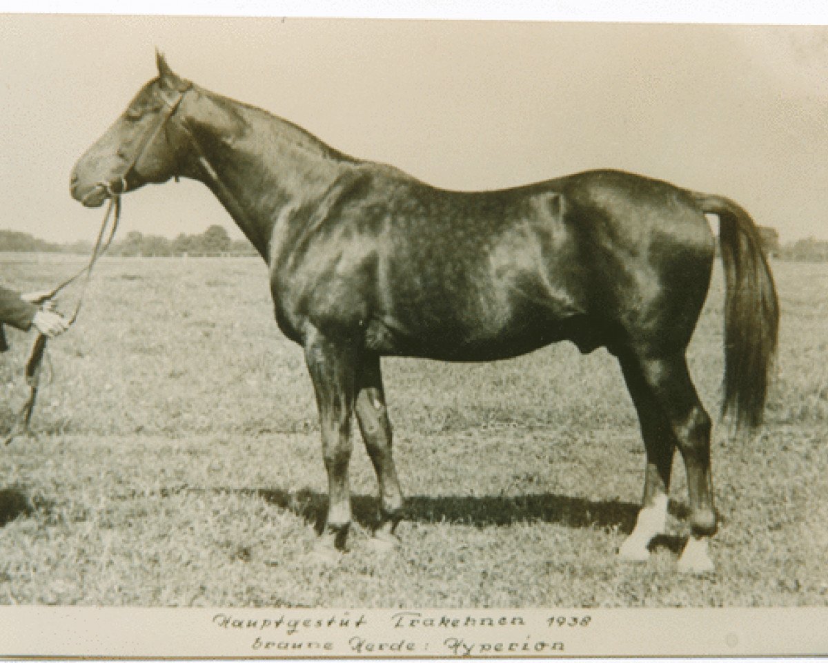 Deckhengst Hyperion (Trakehner, 1926, von Dampfross)