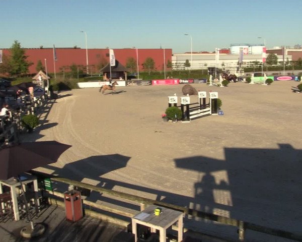 Gold +Cyclus Jonge Paarden in Lier (BEL) 2020