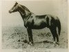 stallion Dampfross (Trakehner, 1919, from Dingo)