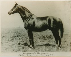 stallion Dampfross (Trakehner, 1916, from Dingo)