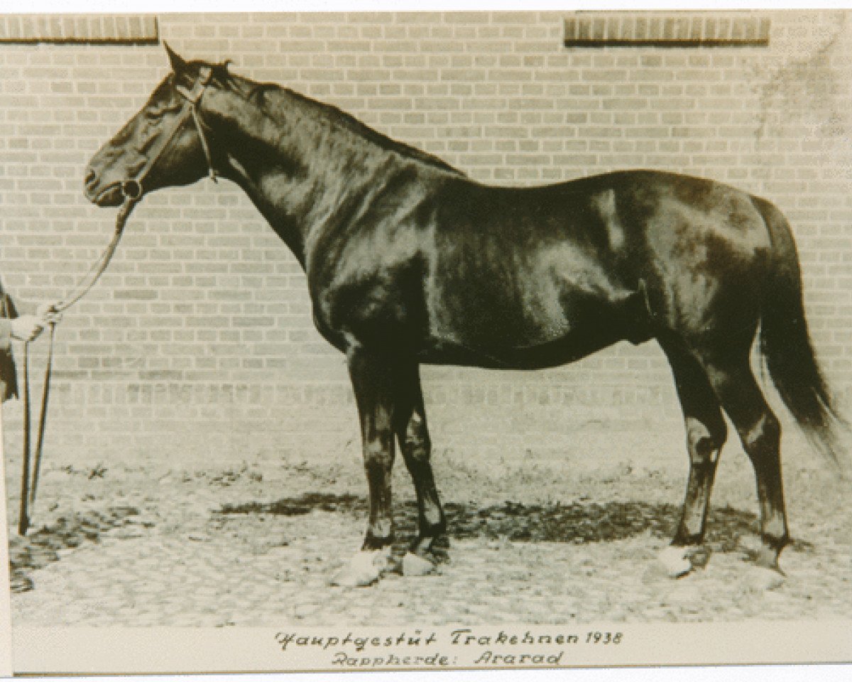 Deckhengst Ararad (Trakehner, 1921, von Jagdheld)