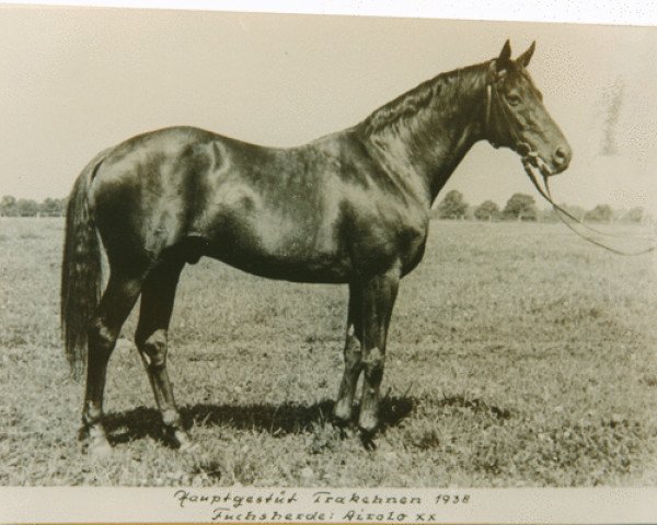 stallion Airolo xx (Thoroughbred, 1931, from Teddy xx)