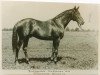 stallion Airolo xx (Thoroughbred, 1931, from Teddy xx)