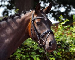 broodmare Belle Fiona (Westphalian, 2012, from Blickpunkt 4)