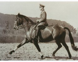 Pferd Herder (Trakehner, 1931, von Pilger)