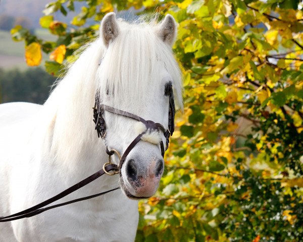 dressage horse Romeo (Welsh mountain pony (SEK.A), 1998)