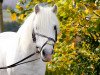 dressage horse Romeo (Welsh mountain pony (SEK.A), 1998)