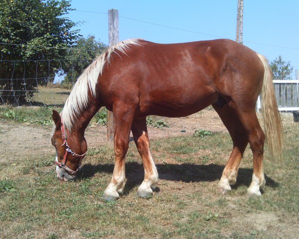 stallion Sultan von Schönbrunn (South German draft horse, 2014, from Shirkan)