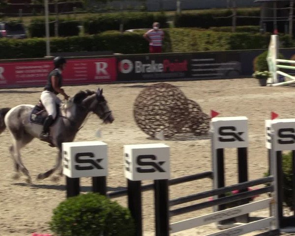 Gold +Cyclus Jonge Paarden in Lier (BEL) 2020