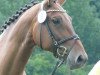 horse Stakkato's Deern (Hanoverian, 2000, from Stakkato)