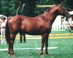 stallion Szemafor-5 (Hungarian Warmblood, 1988, from Szemafor xx)