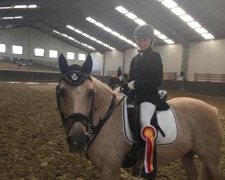 dressage horse Dancing Girl 23 (German Riding Pony, 1995, from Golden Dancer)