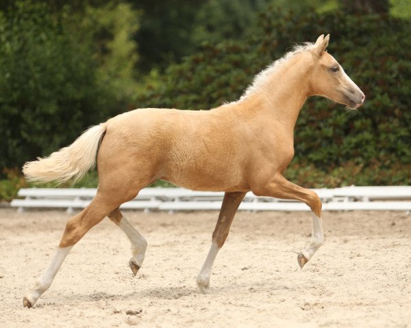 dressage horse Abby (German Riding Pony, 2015, from The Braes My Mobility)