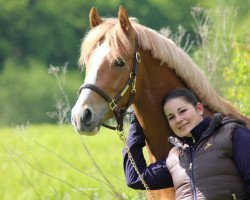 stallion Hesselteichs Calvin (German Riding Pony, 2011, from Calvin Klein 23)