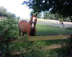 jumper Kaschira G (Belgian Warmblood, 2010, from Der Senaat 111)