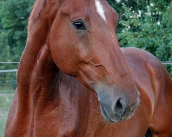 Pferd GI Joe (Hannoveraner, 2009)