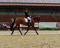 dressage horse Dean Connery (Westphalian, 2017, from Dimitroff Mt)