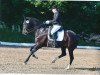 dressage horse Coco Nell (Hanoverian, 2006, from Competent)