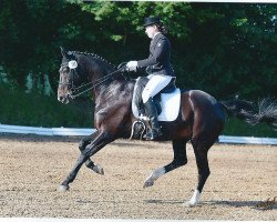 dressage horse Coco Nell (Hanoverian, 2006, from Competent)