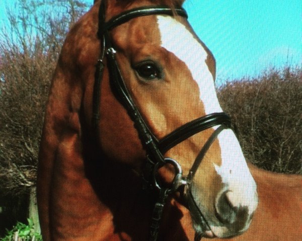 horse Wembley 232 (Hanoverian, 2001, from Welser)