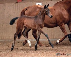 horse Susi Quattro S (German Warmblood, 2012, from Sunny Boy)