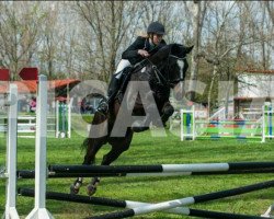 jumper Quenox S (Hanoverian, 2007, from Quality 9)