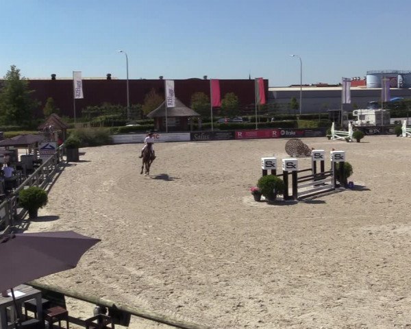 Gold +Cyclus Jonge Paarden in Lier (BEL) 2020