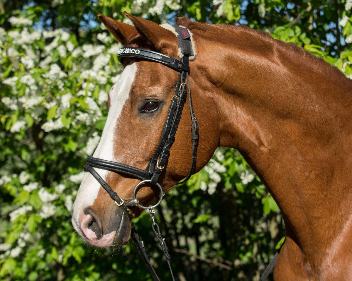 dressage horse Gran Chaco (Westphalian, 1998, from Gracioso)