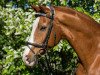 dressage horse Gran Chaco (Westphalian, 1998, from Gracioso)